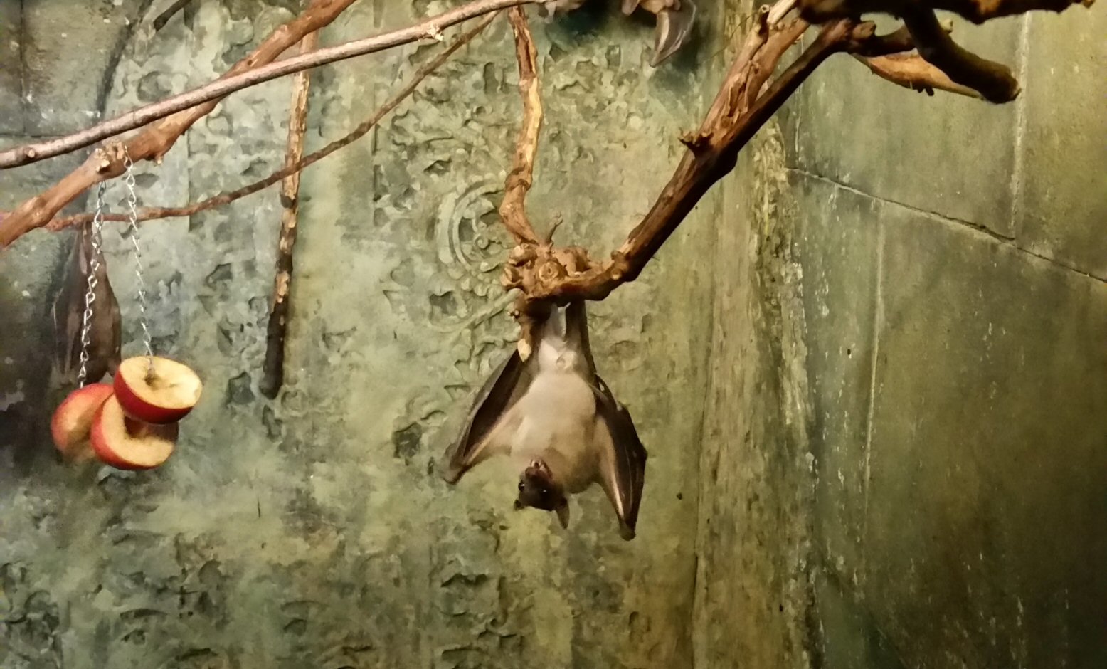 A Bat in Low Lighting in the Bat Exhibit - Very Much Awake
