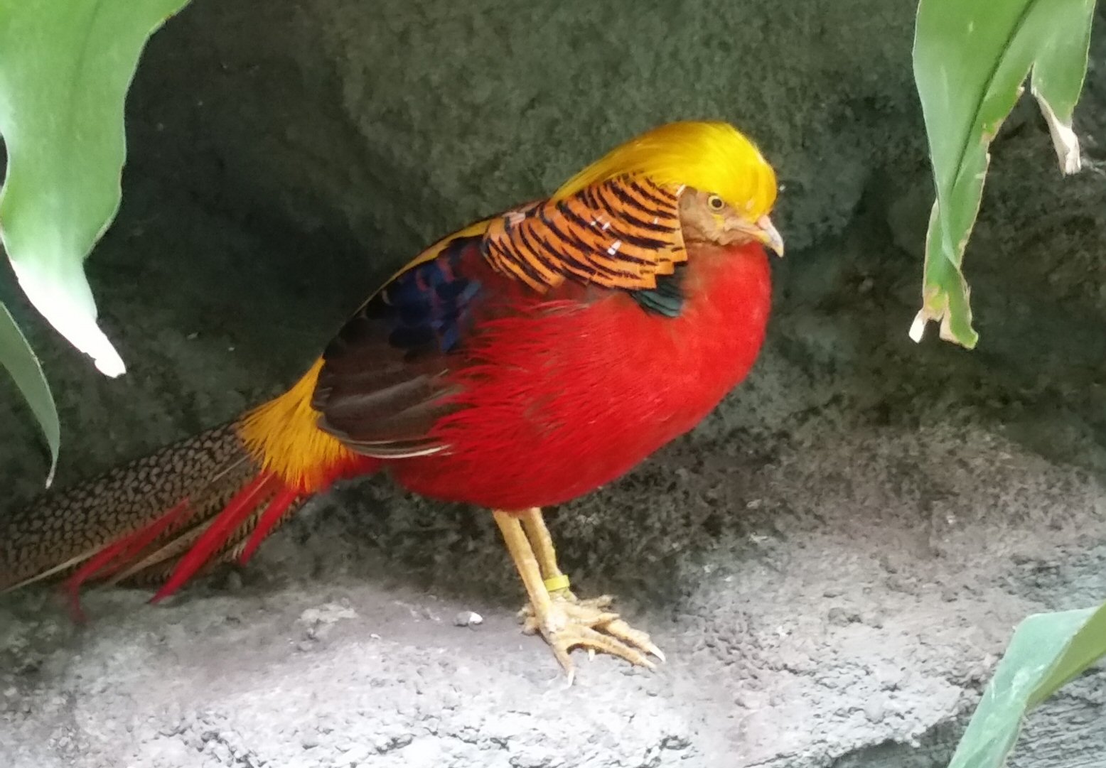 We Call This the Donald Trump Bird for Its Comb-over Hairdo!