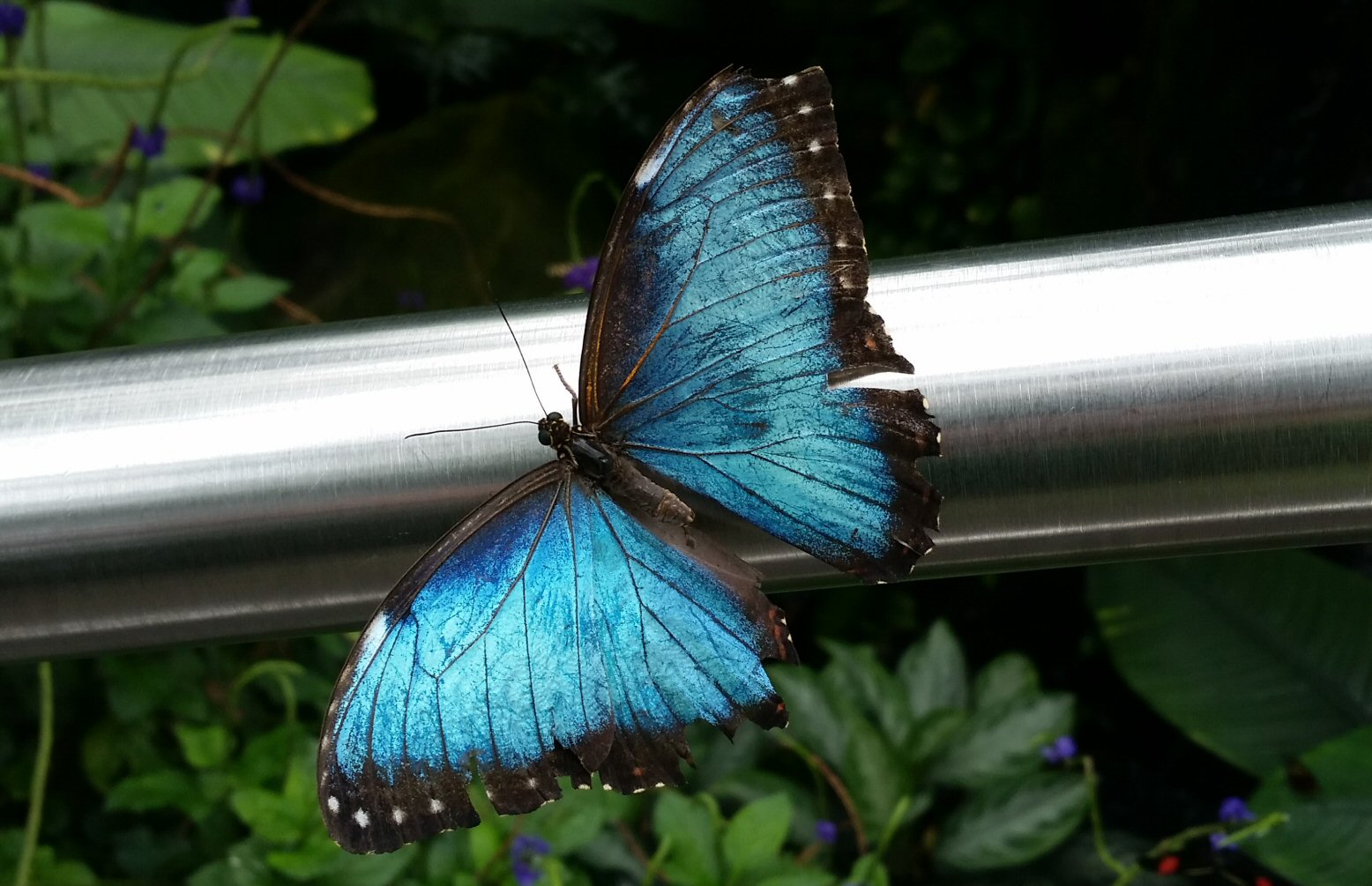 Blue Morpho Butterfly