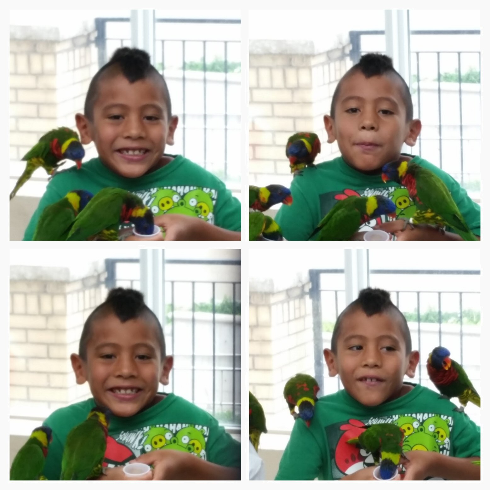 The Many Faces of H with the Lorikeets