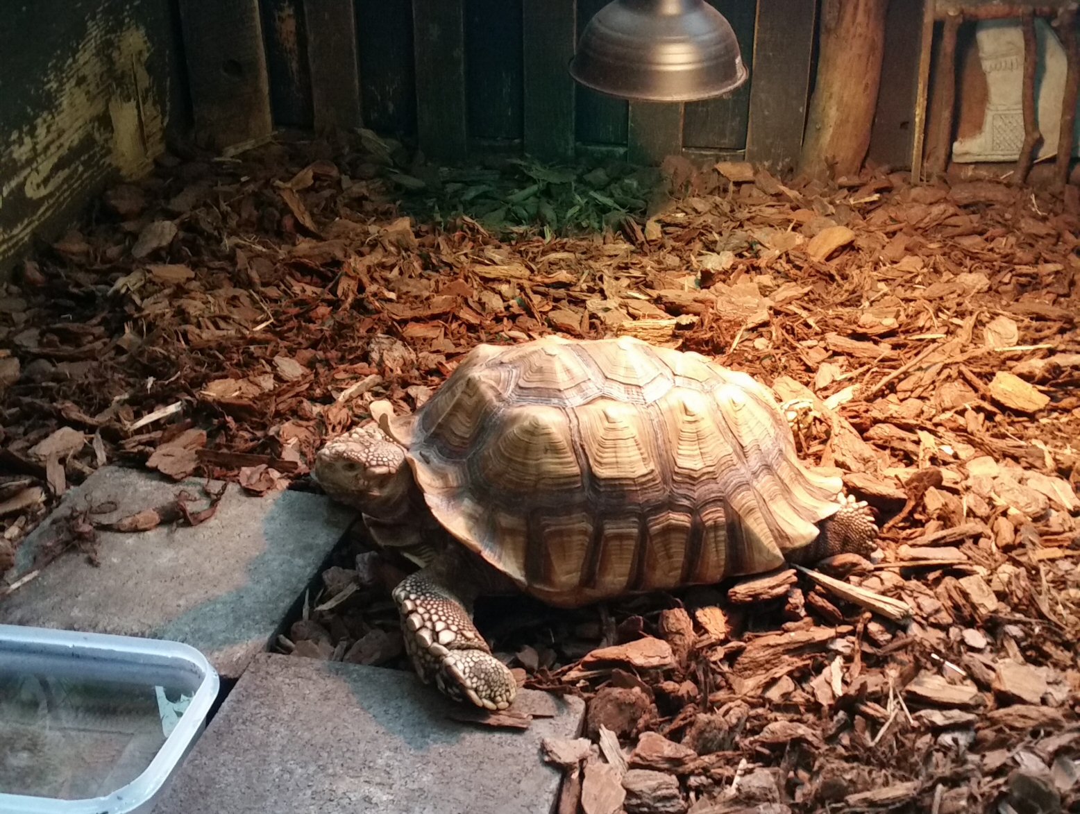 Another Large Tortoise Warming Up Under a Lamp