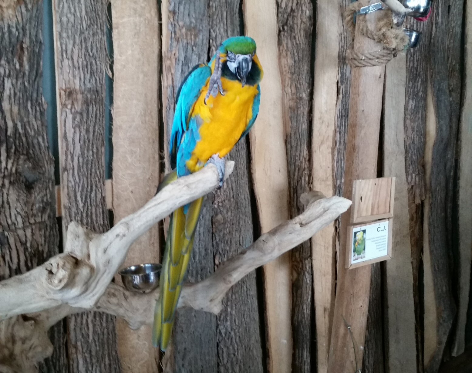 A Parrot in the Small Aviary