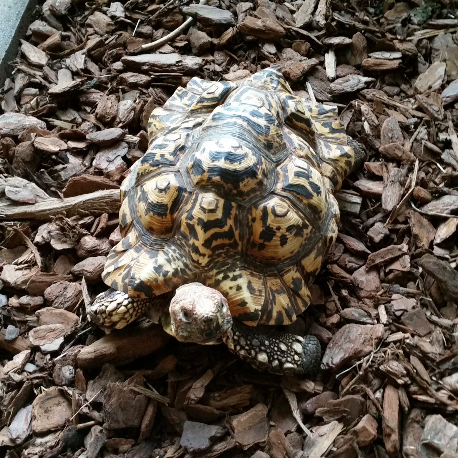 tortoise